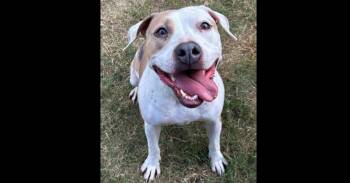 Rescue Boxer and American Staffordshire Terrier Dogs for Adoption in Richmond, Texas - BELLA | PetCurious