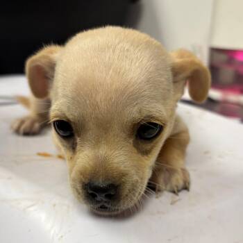 Lavander -  Pug and Mixed Breed Dog for Adoption in Yuma, Arizona - Lavander | PetCurious