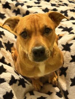 Rescue Mixed Breed Dogs for Adoption in Tunica, Mississippi - Strawberry | PetCurious