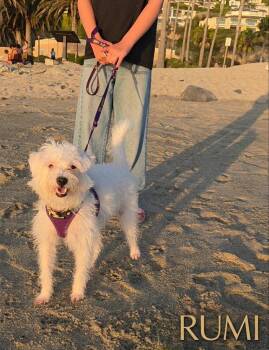 Rumi -  West Highland White Terrier Westie and Maltese Dog for Adoption in Orange, California - Rumi | PetCurious
