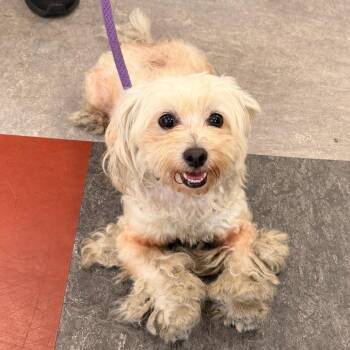 Tizzy -  Mixed Breed Dog for Adoption in Philadelphia, Pennsylvania - Tizzy | PetCurious