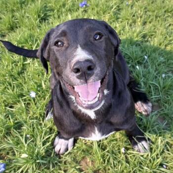 Rescue Labrador Retriever Dogs for Adoption in Calera, Alabama - Oakley | PetCurious