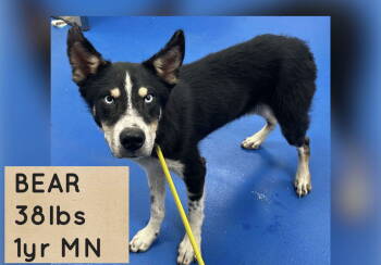 Rescue Husky Dogs for Adoption in Holbrook, New York - BEAR | PetCurious