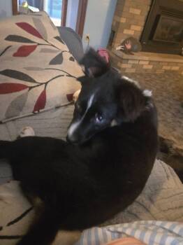 Hercules -  Australian Shepherd and Border Collie Dog for Adoption in Springville, New York - Hercules | PetCurious