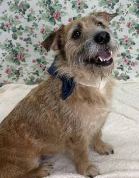 261289  Odin -  Terrier Dog for Adoption in Wetumpka, Alabama - 261289  Odin | PetCurious