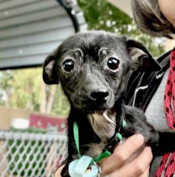 Peggy -  Chihuahua Dog for Adoption in Oakland, California - Peggy | PetCurious