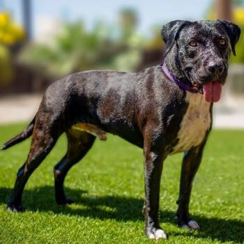 Tonka -  Mastiff and American Staffordshire Terrier Dog for Adoption in Phoenix, Arizona - Tonka | PetCurious