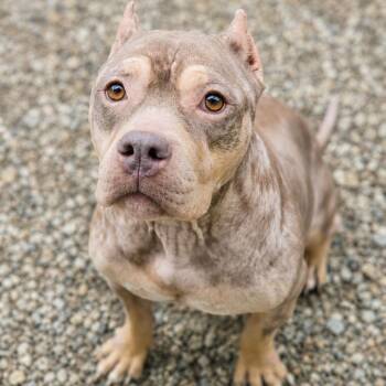 Belle -  English Bulldog and Mixed Breed Dog for Adoption in Hopkinton, Massachusetts - Belle | PetCurious