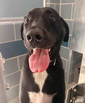 Great Dane and Labrador Retriever Dogs Available for Adoption in Hoffman Estates, Illinois - Joel | PetCurious
