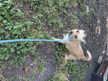 Chippy -  Cairn Terrier Dog for Adoption in Louise, Texas - Chippy | PetCurious