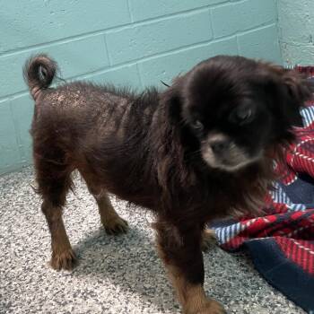 Pekingese Dogs Available for Adoption in Port Charlotte, Florida - 0455-D26 | PetCurious