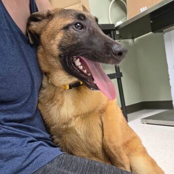 Belgian Shepherd Malinois and Mixed Breed Dogs Available for Adoption in Binghamton, New York - Luigi | PetCurious