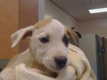 JOSIE -  Pit Bull Terrier and Mixed Breed Dog for Adoption in Sacramento, California - JOSIE | PetCurious