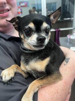 Chihuahua Dogs Available for Adoption - Angel | PetCurious