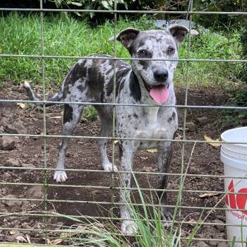 Rescue Mixed Breed Dogs for Adoption in Volcano, Hawaii - Lilly | PetCurious