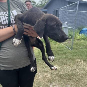Charlie -  Mixed Breed Dog for Adoption in Austin, Texas - Charlie | PetCurious