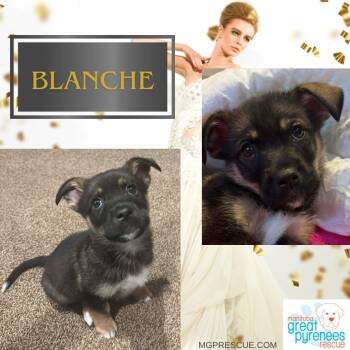 Corgi and Shepherd Dogs Available for Adoption - Blanche | PetCurious