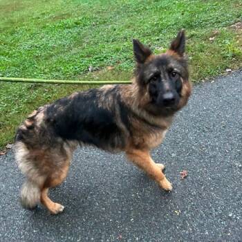 Izzy -  German Shepherd Dog Dog for Adoption in Troy, Virginia - Izzy | PetCurious