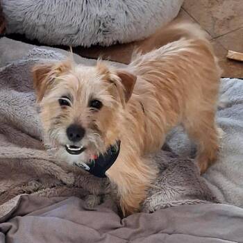 Cairn Terrier Dogs Available for Adoption in Las Vegas, Nevada - Stanley Deb F NV | PetCurious