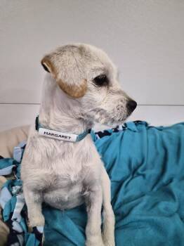 Margaret -  Terrier Dog for Adoption in Hillside, Illinois - Margaret | PetCurious