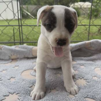 Pit Bull Terrier Dogs Available for Adoption in Schenectady, New York - Stella | PetCurious