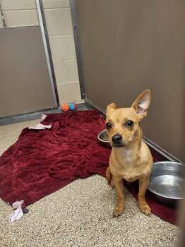 JJ -  Chihuahua and Mixed Breed Dog for Adoption in Albuquerque, New Mexico - JJ | PetCurious