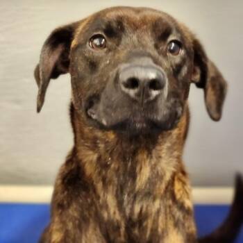 Porshe -  Terrier Dog for Adoption - Porshe | PetCurious