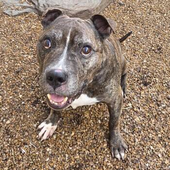 Tuffy -  Terrier and Mixed Breed Dog for Adoption in Spring Hill, Kansas - Tuffy | PetCurious