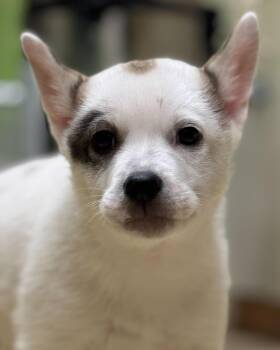 Australian Cattle Dog Blue Heeler Dogs Available for Adoption - Snow | PetCurious