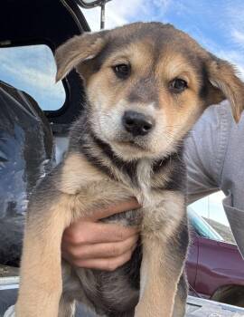 Shepherd and Siberian Husky Dogs Available for Adoption - Five Shepsky Pups | PetCurious