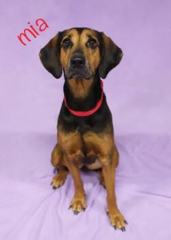 Mia -  Hound and Mixed Breed Dog for Adoption in Parma, Ohio - Mia | PetCurious