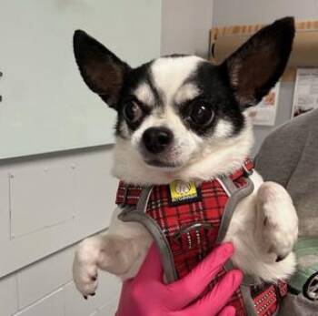 Toby -  Chihuahua Dog for Adoption in Tifton, Georgia - Toby | PetCurious