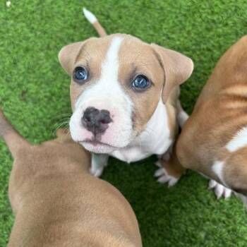 Yeti 9553 -  Mixed Breed Dog for Adoption in Loxahatchee Groves, Florida - Yeti 9553 | PetCurious