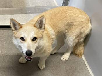 PRINCESS -  Cardigan Welsh Corgi Dog for Adoption in Modesto, California - PRINCESS | PetCurious