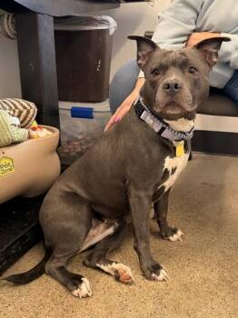 Pit Bull Terrier Dogs Available for Adoption - Lady Nancy | PetCurious