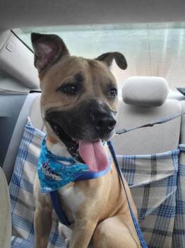 Otis -  Pit Bull Terrier and Mixed Breed Dog Available for Adoption in Atlanta, Georgia - Otis | PetCurious