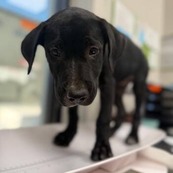 Lousie -  Mixed Breed Dog for Adoption in Columbiana, Alabama - Lousie | PetCurious