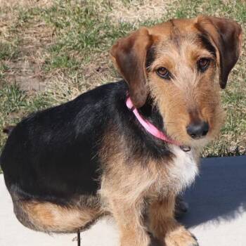 Airedale Terrier Dogs Available for Adoption - Della Rae | PetCurious