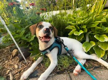 Dellie -  Beagle and Feist Dog for Adoption in Plainfield, Illinois - Dellie | PetCurious