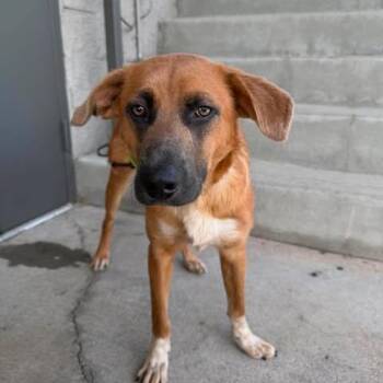 Nahula -  Mixed Breed Dog for Adoption in Bend, Oregon - Nahula | PetCurious