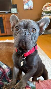 Stitch -  French Bulldog Dog for Adoption in Phoenix, Arizona - Stitch | PetCurious