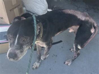 Mixed Breed Dogs Available for Adoption in Palmetto, Florida - A135841 | PetCurious