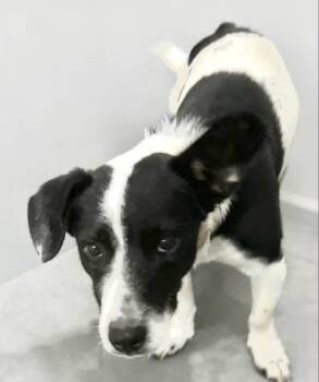 Johnson -  Jack Russell Terrier and Border Collie Dog for Adoption in Estes Park, Colorado - Johnson | PetCurious