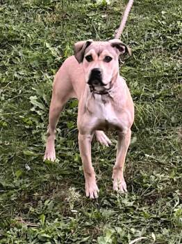 Adam -  Mixed Breed Dog for Adoption in Dorr, Michigan - Adam | PetCurious
