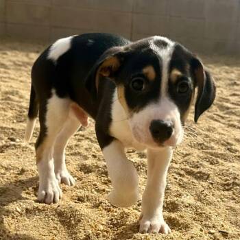 Mixed Breed Dogs Available for Adoption - Bentley 0158 | PetCurious