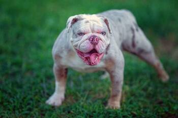 Lola -  English Bulldog Dog for Adoption in Salisbury, Maryland - Lola | PetCurious