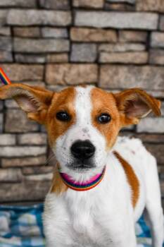 Border Collie and Mixed Breed Dogs Available for Adoption in Yakima, Washington - Petal | PetCurious