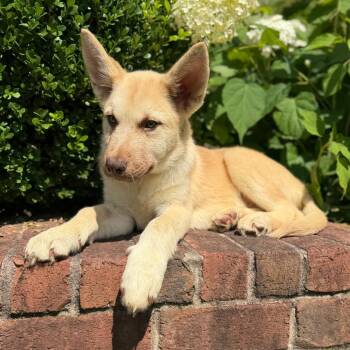 Everest -  Husky and Mixed Breed Dog for Adoption in Brownsboro, Alabama - Everest | PetCurious