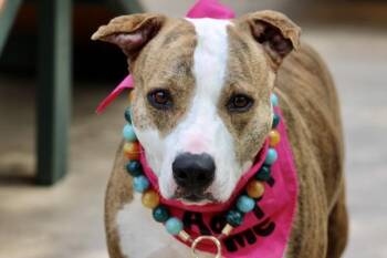 Butter -  Mixed Breed Dog for Adoption - Butter | PetCurious