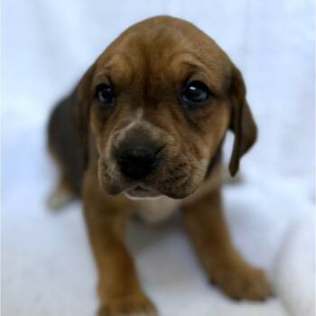 Rescue Boxer Dogs for Adoption in Fairfax Station, Virginia - Giggles-Purple | PetCurious